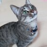 人馴れOK！甘えっ子♡ラッキーちゃん サムネイル2