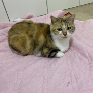 おっとりおとなしい子です