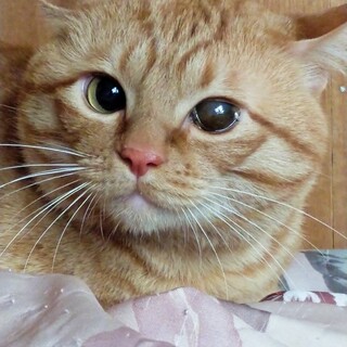 人馴れしていないシャーシャーな茶トラ君♂