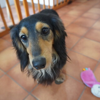 イケワン♪ハルくん