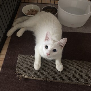 ありがとうございました★オッドアイのカシスちゃん