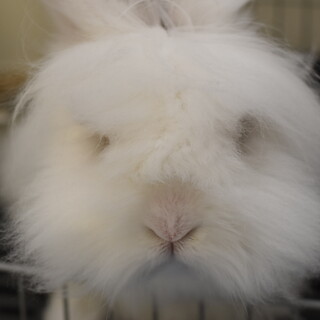 ライオンドアーフのダーシュ！