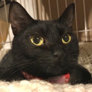 【シャノアール】おかげさまで里親様が決まりました。
