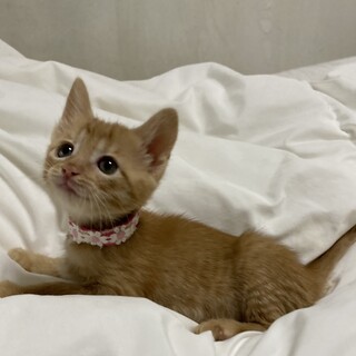 ゴミ置き場に捨てられてた乳飲み子　茶トラ橙ちゃん