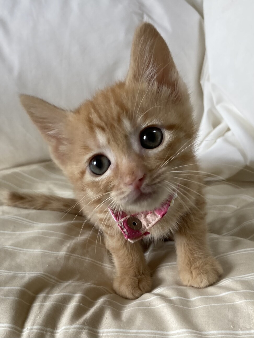 ゴミ置き場に捨てられてた乳飲み子　茶トラ橙ちゃん サムネイル2