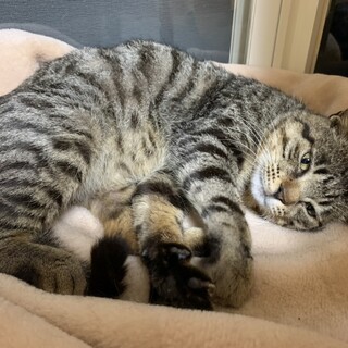 ヘソ天得意なごろー