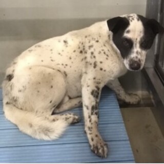 成犬　野犬ちゃんの男の子です