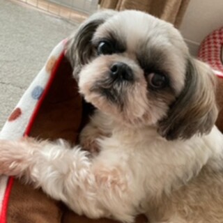 マイペースなシー・ズー♀ぴかチャン