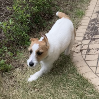 ジャック・ラッセル・テリア