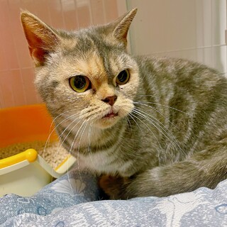 マンチカン2歳の女の子♪