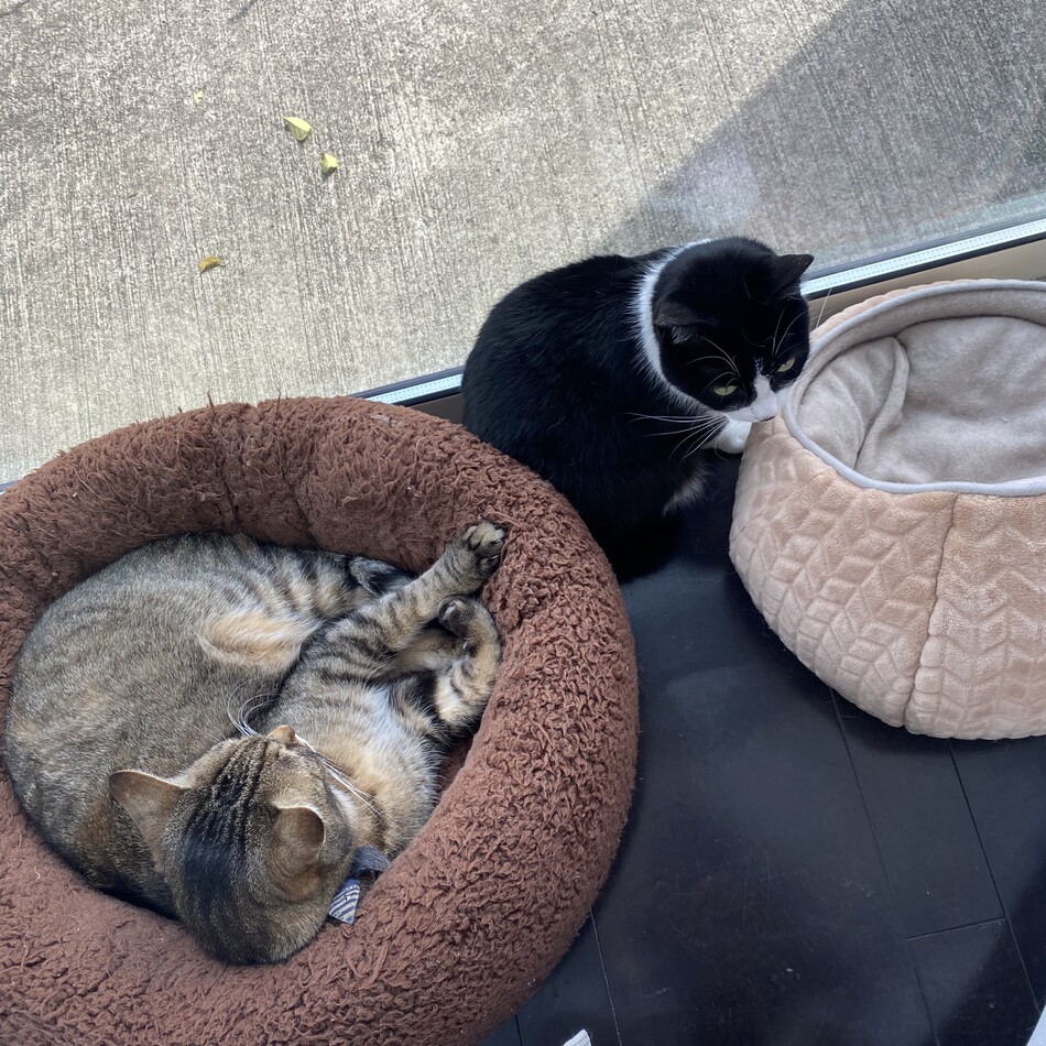 たまのカバー写真