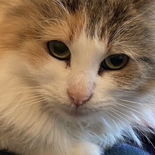 「面談予定」小柄な女のコ「五目」ちゃん❤