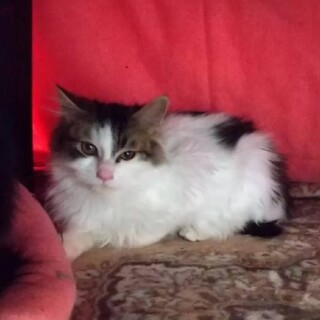 ふわっふわっ長毛のみぞれちゃん