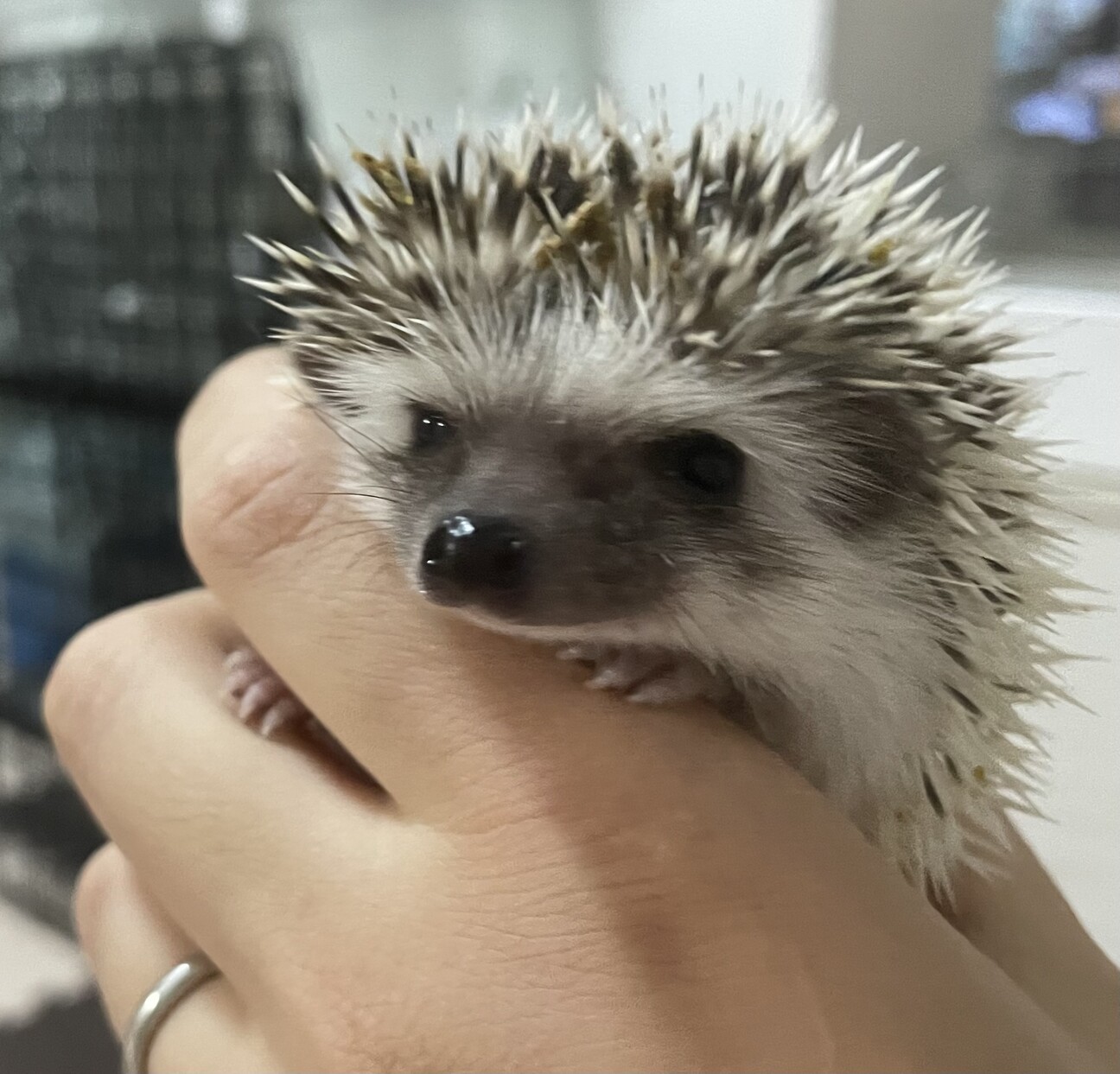 ハリネズミ 里親募集中！ サムネイル1