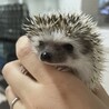 ハリネズミ 里親募集中！ サムネイル1