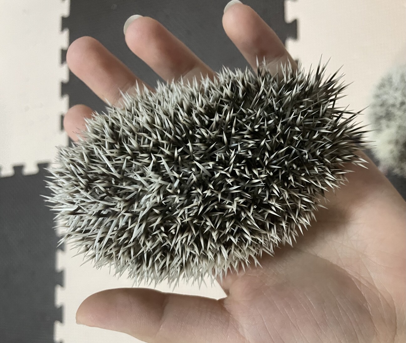 ハリネズミ 里親募集中！ サムネイル2