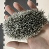 ハリネズミ 里親募集中！ サムネイル2