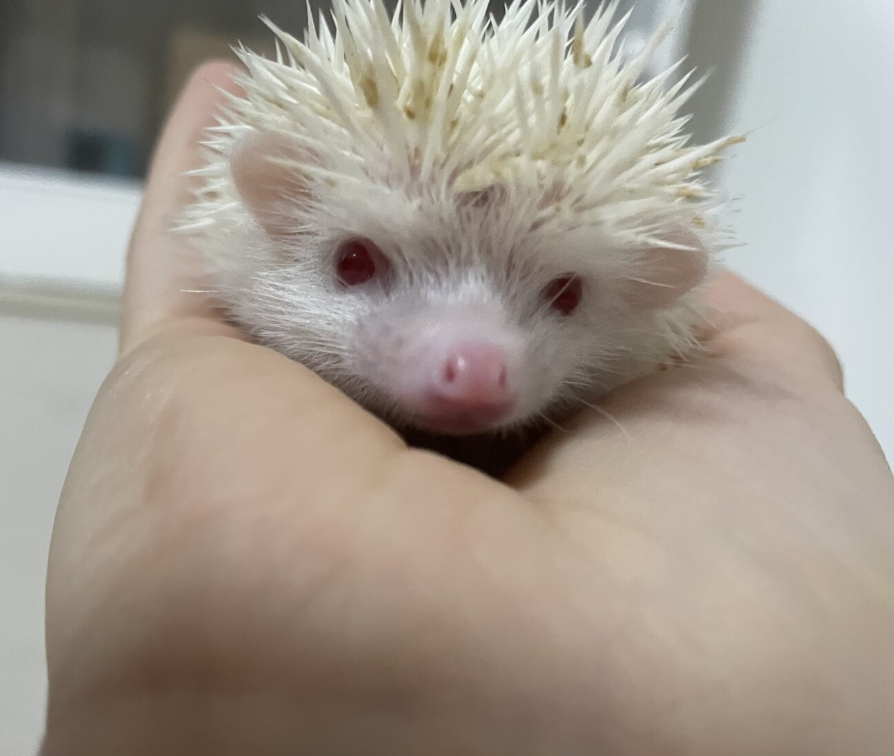 ハリネズミ 里親募集中！ サムネイル3