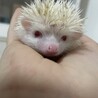 ハリネズミ 里親募集中！ サムネイル3