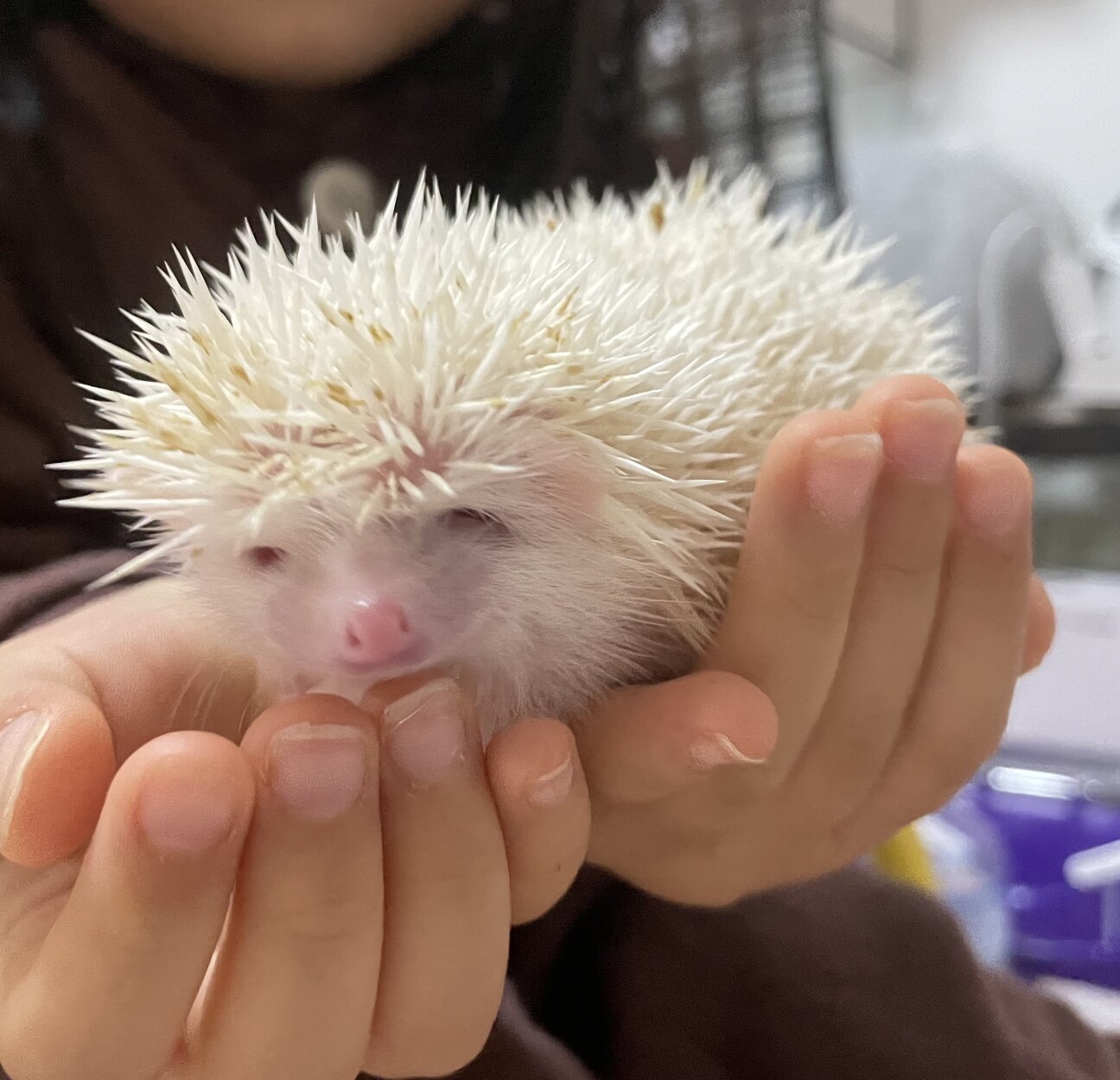 ハリネズミ 里親募集中！ サムネイル4