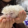 ハリネズミ 里親募集中！ サムネイル4