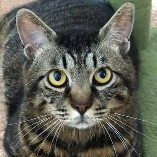 【お見合い随時】超ツンデレなキジトラ男子