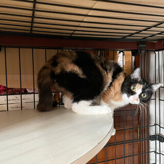 私の家族を探しています！！