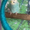 あやあやあ