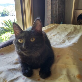 中毛の短足の可愛い黒猫イケメンです