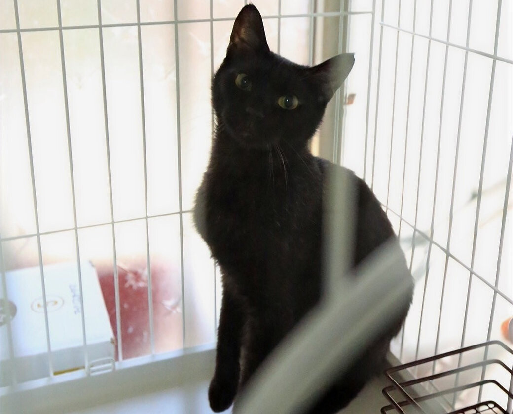 黒猫 ベル Sku 愛知県 猫の里親募集 ペットのおうち 月間利用者150万人 黒猫 ベル Sku 愛知県 猫の里親募集 ペットのおうち 月間利用者150万人