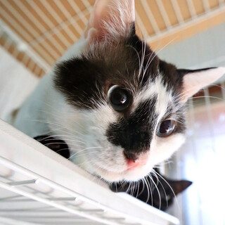 茶白猫｢こてつ｣ SKU： 3c926