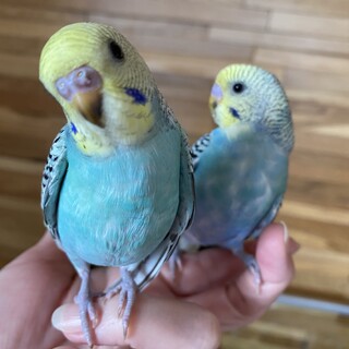 中雛の里親募集しています