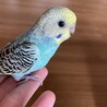 中雛の里親募集しています サムネイル3