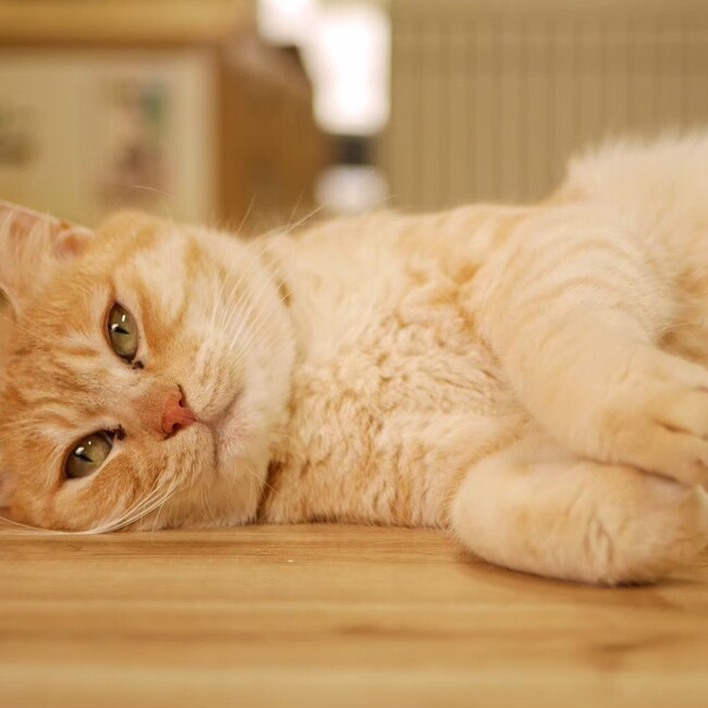 一般社団法人猫に恩返しのカバー写真
