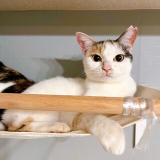 5/1西千葉ෆ⃛甘えん坊120%ෆ⃛コウメちゃん