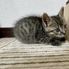 １ヶ月　甘えん坊で少しビビりなキジトラ男子 サムネイル2