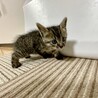 １ヶ月　甘えん坊で少しビビりなキジトラ男子 サムネイル3