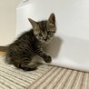 １ヶ月　甘えん坊で少しビビりなキジトラ男子 サムネイル4