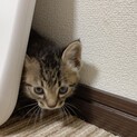 １ヶ月　利口で落ち着きのあるキジトラ女子
