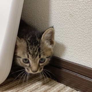 １ヶ月　利口で落ち着きのあるキジトラ女子