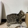 １ヶ月　利口で落ち着きのあるキジトラ女子 サムネイル3