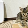 １ヶ月　利口で落ち着きのあるキジトラ女子 サムネイル4