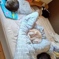 「【保護17日目】およよ」サムネイル2