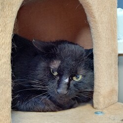 「【保護17日目】およよ」サムネイル3