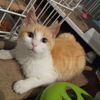 ちびっこ茶白ちゃん