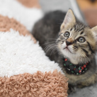 ミルク育ちの甘えん坊【桃慈】