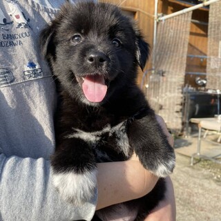 モフモフ甘えん坊の子犬ちゃん