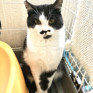 白黒ハチワレ髭男爵のダン君♂