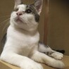片目が無いけど元気いっぱい サムネイル6