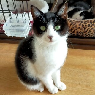 次男坊キャラのきんめちゃん